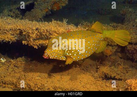 Blue-spotted boxfish, jaune à pois, boxfish boxfish (Ostracion cubicus, Ostracion tuberculatus), au fond de la mer, l'Égypte, Mer Rouge, Hurghada Banque D'Images