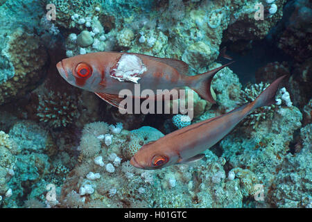 Lunar-queue de bœuf, queue de croissant, obèse (Priacanthus hamrur moontail bullseye), deux lunar-queue de bœuf, l'un d'entre eux blessés, Egypte, Mer Rouge, Hurghada Banque D'Images