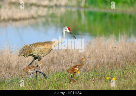 Grue du Canada (Grus canadensis), femme avec deux poussins marche dans une prairie, vue latérale, USA, Floride Banque D'Images