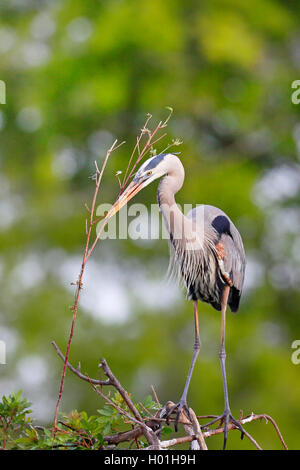 Grand héron (Ardea herodias), au nid avec matériel de nidification dans le projet de loi, USA, Floride, Venise Banque D'Images