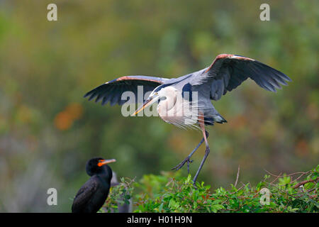 Grand héron (Ardea herodias), à l'atterrissage au nid, USA, Floride, Venise Banque D'Images