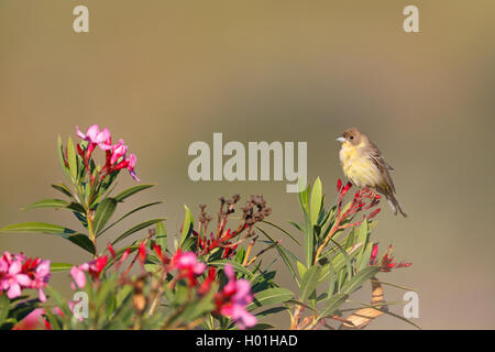 À tête noire (Emberiza melanocephala), femme est assise sur un buisson d'oléandre, Grèce, Lesbos Banque D'Images