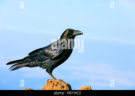 Grand corbeau (Corvus corax), se dresse sur une pierre, Canaries, La Palma, Caldera Taburiente National Park Banque D'Images