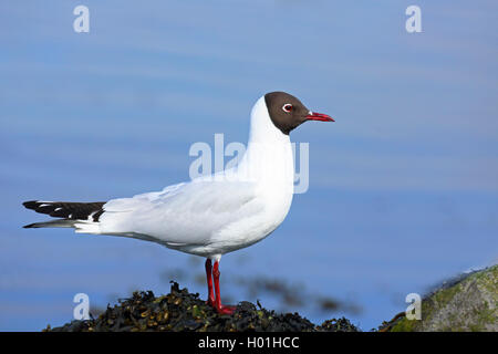 Mouette rieuse (Larus ridibundus, Chroicocephalus ridibundus), plumage nuptial, se dresse sur une frise, Pays-Bas, Pierre Banque D'Images