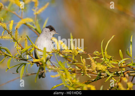 Blackcap (Sylvia atricapilla), homme assis dans un saule, Pays-Bas, Frise Banque D'Images