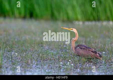 Héron pourpré (Ardea purpurea), les jeunes peuplements heron dans l'eau peu profonde, la Grèce, l'Evrosdelta Banque D'Images