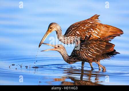 (Aramus guarauna limpkin), d'oiseaux adultes rss oiseaux juvéniles avec un apple snail, USA, Floride, Myakka National Park Banque D'Images