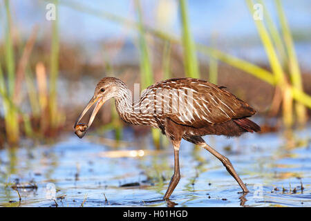 (Aramus guarauna limpkin), en eau peu profonde avec un Apple Snail dans le projet de loi, aux Etats-Unis, en Floride, le Parc National de Myakka Banque D'Images