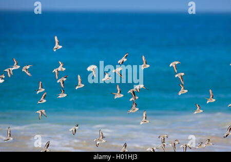 Bécasseau sanderling (Calidris alba), flying flock à l'océan, Cap Vert, le Boavista Banque D'Images