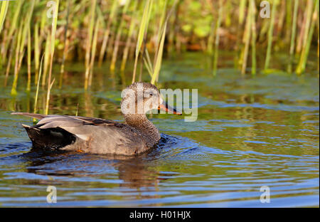 Le canard chipeau (Anas strepera strepera), Mareca, homme natation, side view, Pays-Bas, Frise Banque D'Images