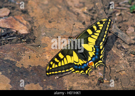 Papilio machaon), est assis sur le sol, l'Espagne, l'Estrémadure, La Serena Banque D'Images