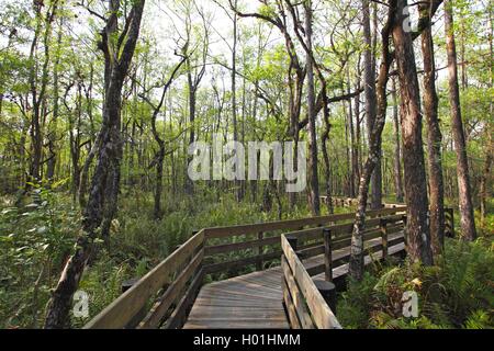 Promenade à Six Mile Cypress Slough Preserve, USA, Floride, Fort Myers Banque D'Images