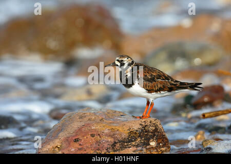 Tournepierre à collier (Arenaria interpres), à la plage en plumage nuptial, la Grèce, Lesbos Banque D'Images