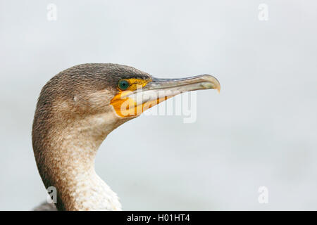 White-breasted cormorant (Phalacrocorax lucidus), plumage juvénile, tête portrait, Afrique du Sud, Western Cape, Wilderness National Park Banque D'Images