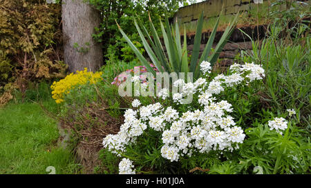 Wild, Thlaspi thlaspi amer (Iberis amara), dans un parterre de fleurs avec le yucca, Allemagne Banque D'Images