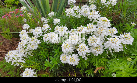 Wild, Thlaspi thlaspi amer (Iberis amara), qui fleurit dans un parterre de fleurs, Allemagne Banque D'Images