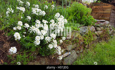 Wild, Thlaspi thlaspi amer (Iberis amara), qui fleurit dans un parterre de fleurs, Allemagne Banque D'Images