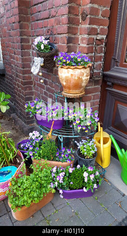 Pansy, cornu horned violette (Viola Cornuta), pots de floer en face d'une porte avant, Allemagne Banque D'Images