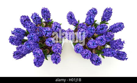 Jacinthe (Hyacinthus orientalis), jacinthes en fleur bols, cut out Banque D'Images