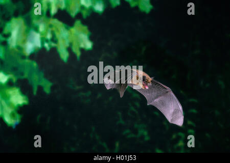 Pipistrelle commune (Pipistrellus pipistrellus), en vol d'insectes, de chasse en Allemagne, Rhénanie du Nord-Westphalie Banque D'Images