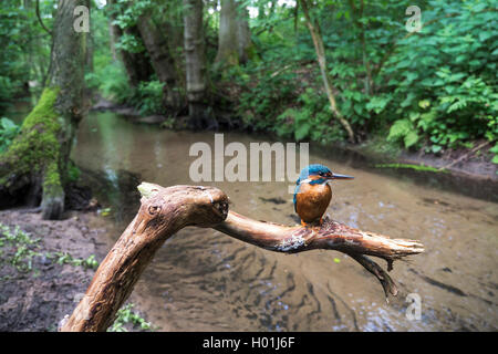 River Kingfisher (Alcedo atthis), sur ses perspectives en face de son habitat à l'Oelbach, Allemagne, Rhénanie du Nord-Westphalie, Schloss Holte-Stukenbrock Banque D'Images