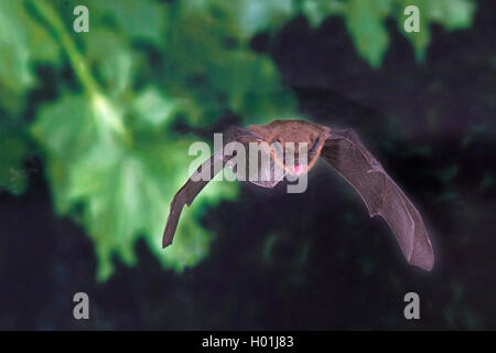 Pipistrelle commune (Pipistrellus pipistrellus), en vol d'insectes, de chasse en Allemagne, Rhénanie du Nord-Westphalie Banque D'Images