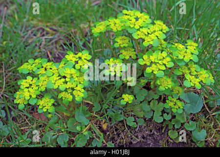 Alternate-leaved golden-saxifrage Chrysosplenium alternifolium), (floraison, Allemagne, Bavière, Oberbayern, Haute-Bavière Banque D'Images