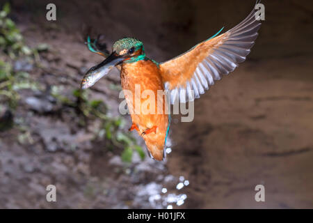 River Kingfisher (Alcedo atthis), s'approchant de la grotte de reproduction avec un poisson dans sa loi, en Allemagne, en Rhénanie du Nord-Westphalie Banque D'Images