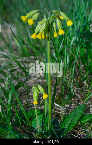 Coucou bleu, coucou bleu commun (primrose Primula veris coucou bleu, Primula officinalis), la floraison, Allemagne, Bavière, Oberbayern, Haute-Bavière Banque D'Images