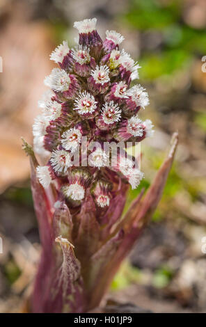 Butterburr (Petasites hybridus), blooming, Allemagne, Bavière, Oberbayern, Haute-Bavière Banque D'Images