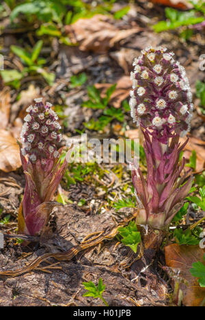 Butterburr (Petasites hybridus), blooming, Allemagne, Bavière, Oberbayern, Haute-Bavière Banque D'Images