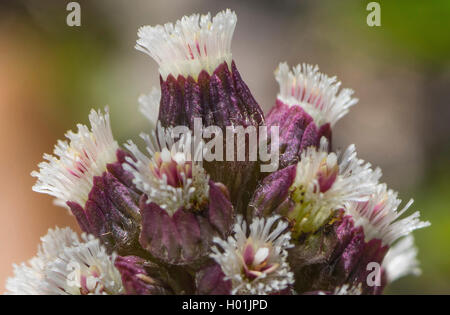 Butterburr (Petasites hybridus), blooming, Allemagne, Bavière, Oberbayern, Haute-Bavière Banque D'Images