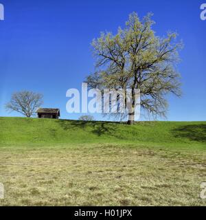 Le chêne commun, le chêne pédonculé, chêne pédonculé (Quercus robur), seul arbre dans un maedow, Allemagne, Bavière, Oberbayern, Upper Bavaria, Pfaffenwinkel Banque D'Images