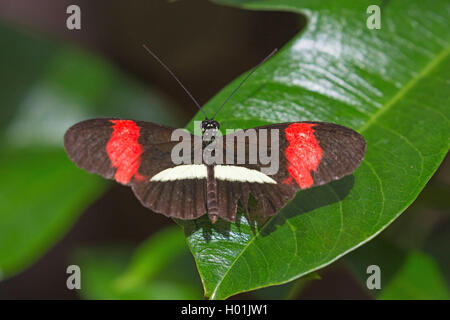 Facteur rouge, petit facteur, Rouge Passion Flower butterfly, Crimson-patchée longwing (Heliconius erato), assis sur une feuille, vue de dessus Banque D'Images