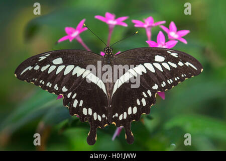 Constantine's Papilio constantinus), assis sur un oranger, vue de dessus, de l'Afrique Banque D'Images