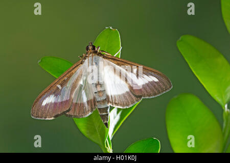 Espèce d'arbre de boîte (Glyphodes perspectalis Cydalima perspectalis, Phacellura advenalis Neoglyphodes, perspectalis,), est situé sur une petite boîte, Allemagne Banque D'Images