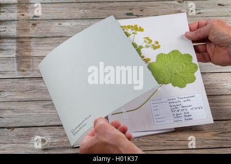 Alchémille (Alchemilla mollis), herbwarium plan trié par famille, Allemagne Banque D'Images