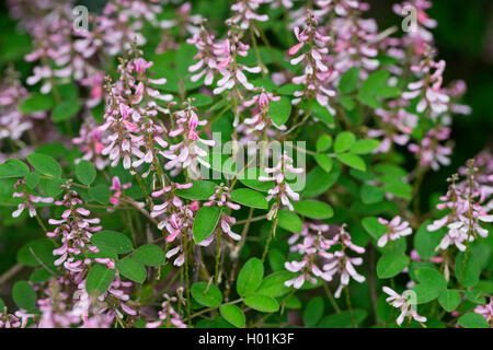 Fleur rose fleur rose, Indigo, indigo Indigo (Indigofera amblyantha chinois), blooming Banque D'Images