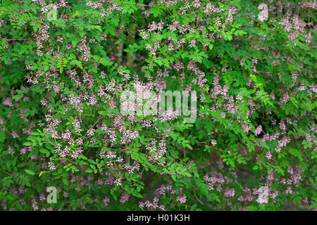 Fleur rose fleur rose, Indigo, indigo Indigo (Indigofera amblyantha chinois), blooming Banque D'Images