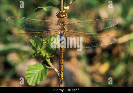 Vagrant empereur libellule Anax empereur, Vagabond (Hemianax ephippiger ephippiger,), homme sur une brindille, vue de dessus, Allemagne Banque D'Images