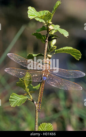 Vagrant empereur libellule Anax empereur, Vagabond (Hemianax ephippiger ephippiger,), homme sur une brindille, vue de dessus, Allemagne Banque D'Images