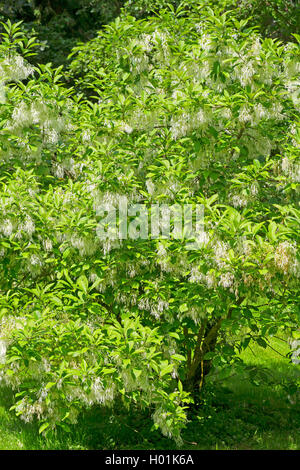 Amaerican Fringe Tree, Blanc (fringetree Chionanthus virginica, Chionanthus virginicus), blooming Banque D'Images