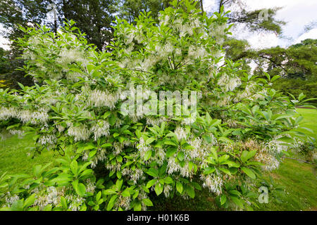 Amaerican Fringe Tree, Blanc (fringetree Chionanthus virginica, Chionanthus virginicus), blooming Banque D'Images