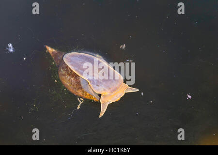 Grand Marais, pondsnail lymnaea (Lymnaea stagnalis), à la surface de l'eau, de l'Allemagne Banque D'Images