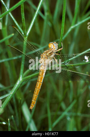 Du sud de l'Europe méridionale, sympetrum sympetrum (Sympetrum meridionale), femelle à une tige Banque D'Images