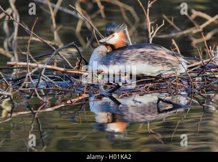 Grèbe huppé (Podiceps cristatus), sur son nid, Allemagne Banque D'Images