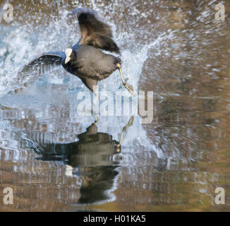 Black Foulque macroule (Fulica atra), défend son territoire, Allemagne Banque D'Images