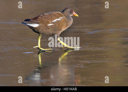 Gallinule poule-d'eau (Gallinula chloropus), Gallinule poule-d'eau sur la glace, Allemagne Banque D'Images