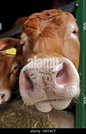 Limousin bovins, les bovins domestiques (Bos primigenius f. taurus), du nez et de la bouche d'un taureau Limousin, vue avant, Allemagne Banque D'Images