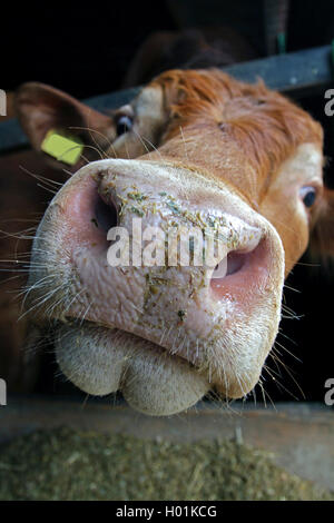 Limousin bovins, les bovins domestiques (Bos primigenius f. taurus), du nez et de la bouche d'un taureau Limousin, vue avant, Allemagne Banque D'Images